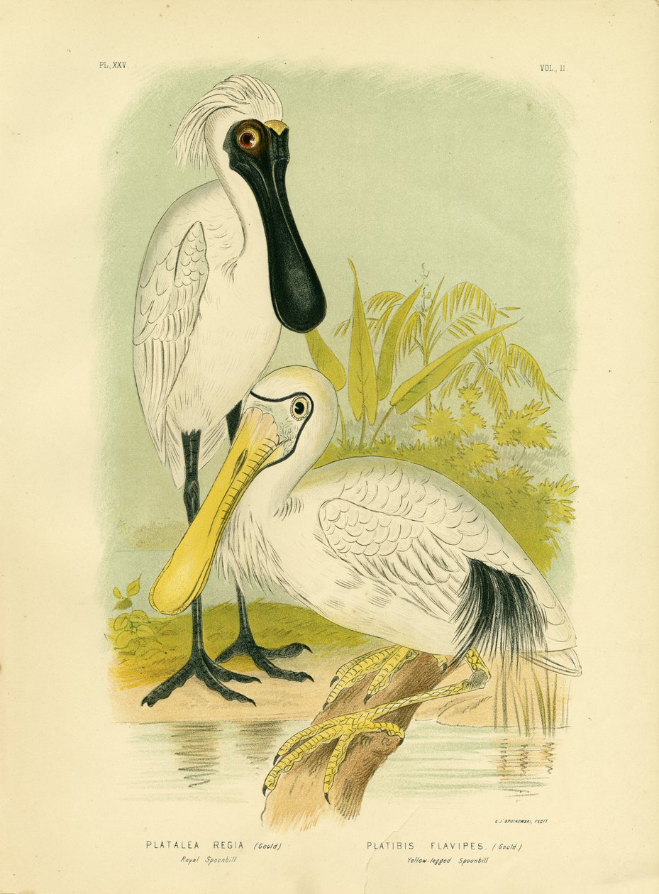 रॉयल स्पूनबिल, 1891 द्वारा ग्रेसियस ब्रोइनोवस्की