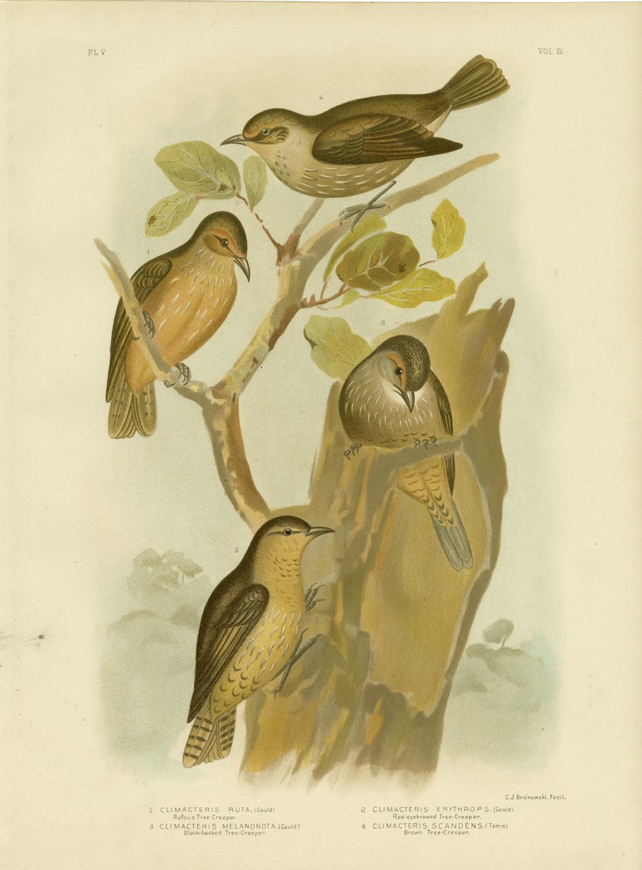 रूफ़स ट्रेकाइपर, 1891 द्वारा ग्रेसियस ब्रोइनोवस्की