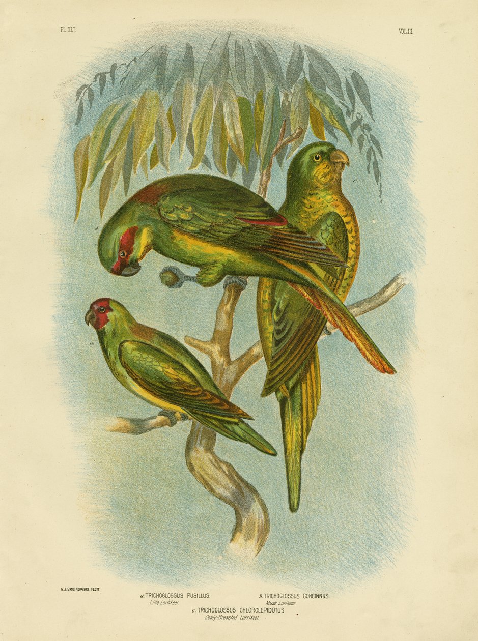 स्कैल-ब्रेस्ट लोरिकेट, 1891 द्वारा ग्रेसियस ब्रोइनोवस्की