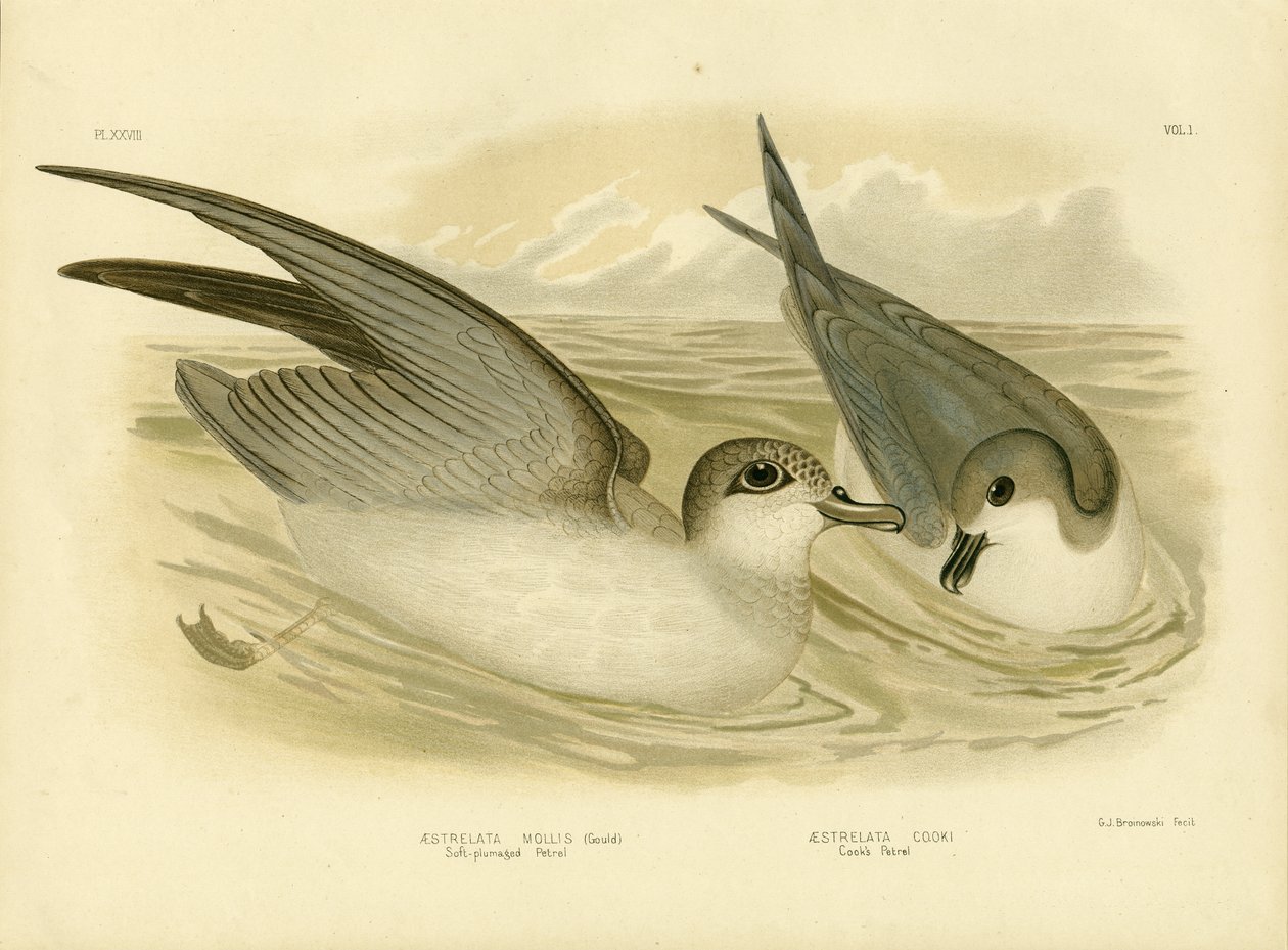 सॉफ्ट-प्लमडेड पेट्रेल, 1891 द्वारा ग्रेसियस ब्रोइनोवस्की