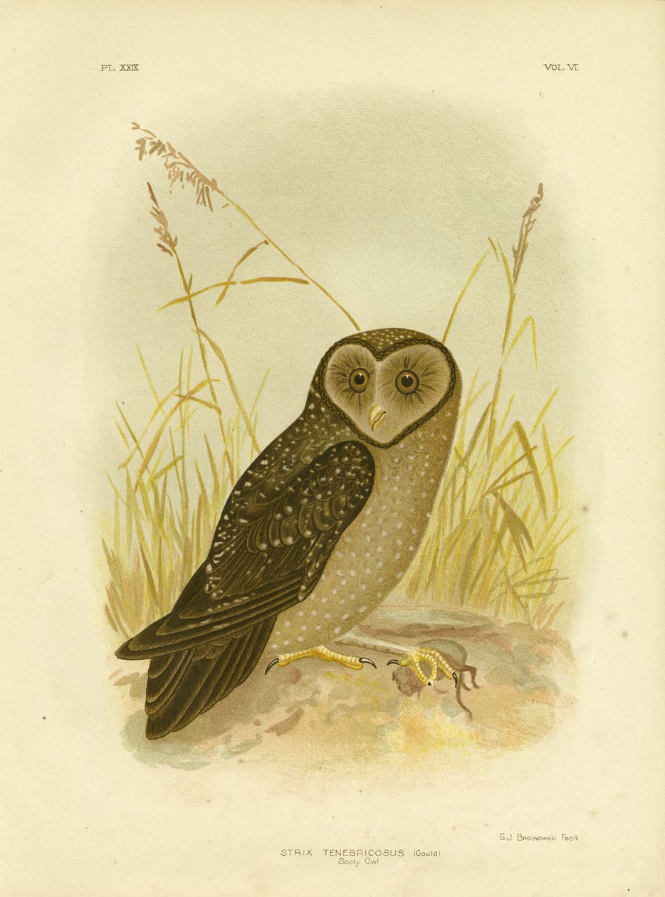 सूटी उल्लू, 1891 द्वारा ग्रेसियस ब्रोइनोवस्की