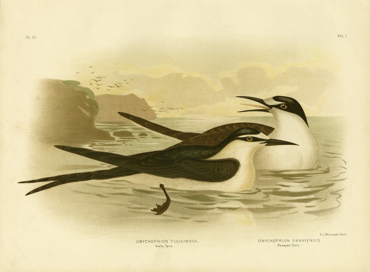 सूटी टर्न, 1891 द्वारा ग्रेसियस ब्रोइनोवस्की