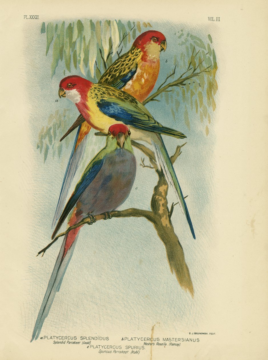 शानदार परेड, 1891 द्वारा ग्रेसियस ब्रोइनोवस्की