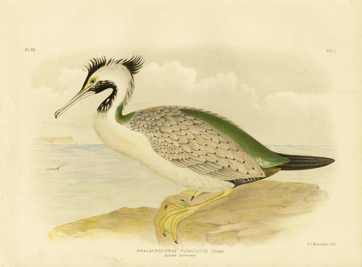 स्पॉटेड कॉर्मोरेंट, 1891 द्वारा ग्रेसियस ब्रोइनोवस्की