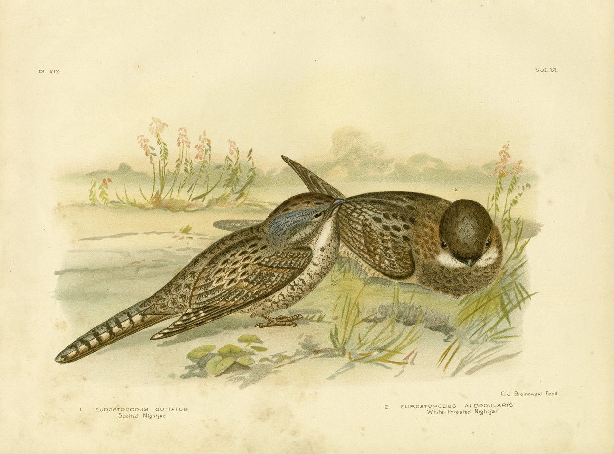 स्पॉटेड नाईटजर, 1891 द्वारा ग्रेसियस ब्रोइनोवस्की