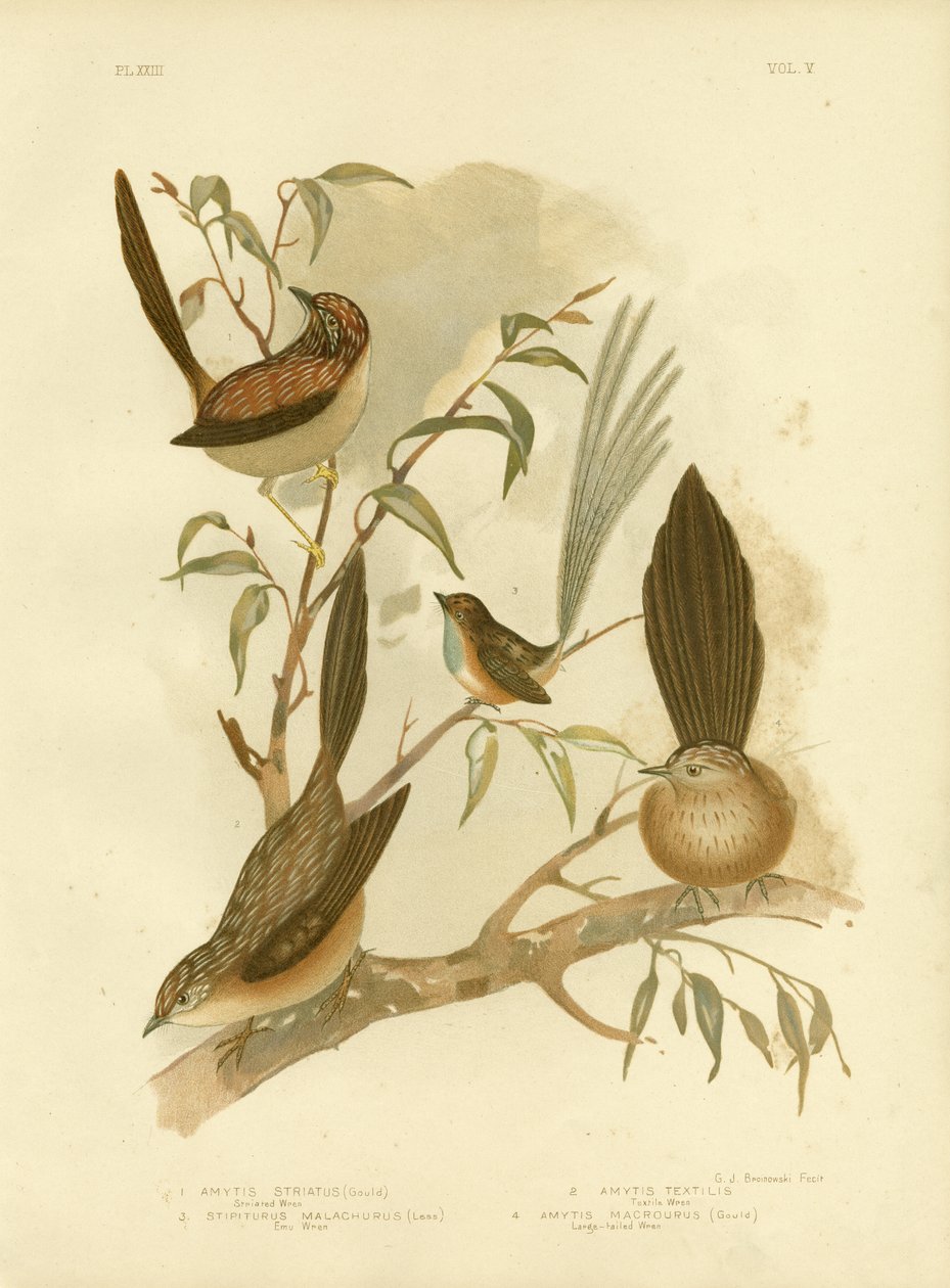 स्ट्राइक व्रेन, 1891 द्वारा ग्रेसियस ब्रोइनोवस्की