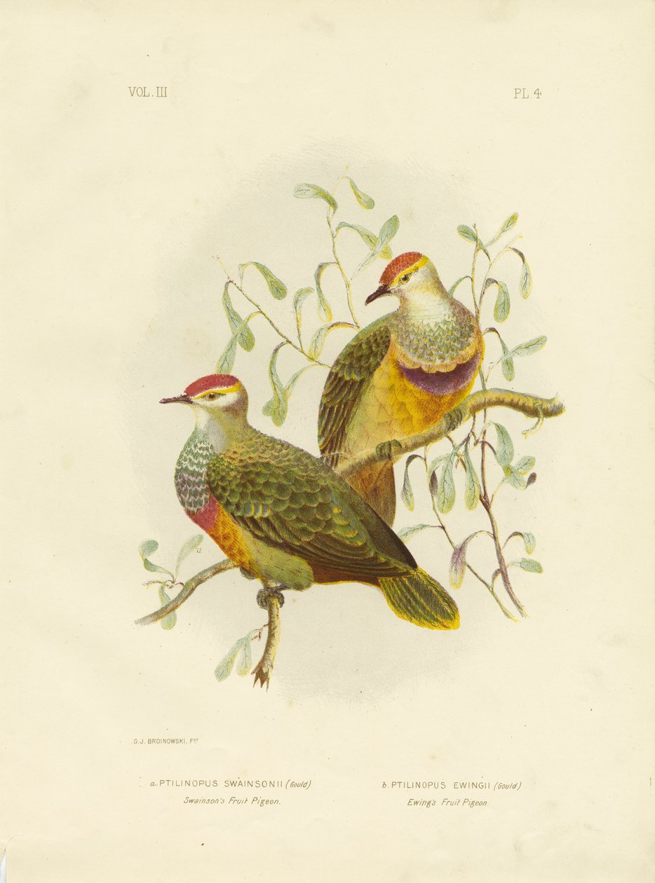 स्वेन्सन फ्रूट पीजन, 1891 द्वारा ग्रेसियस ब्रोइनोवस्की