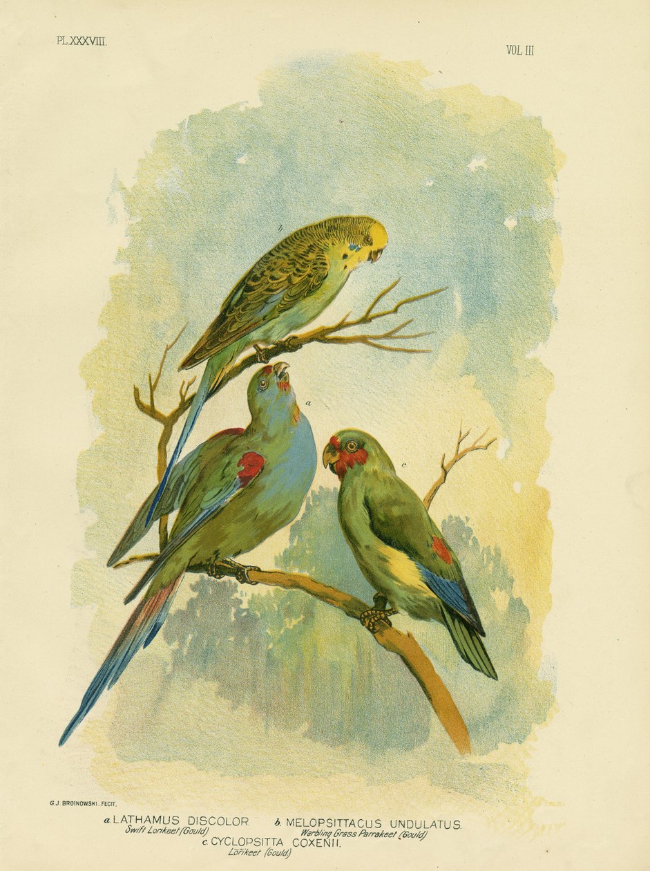 स्विफ्ट लॉरिकेट, 1891 द्वारा ग्रेसियस ब्रोइनोवस्की