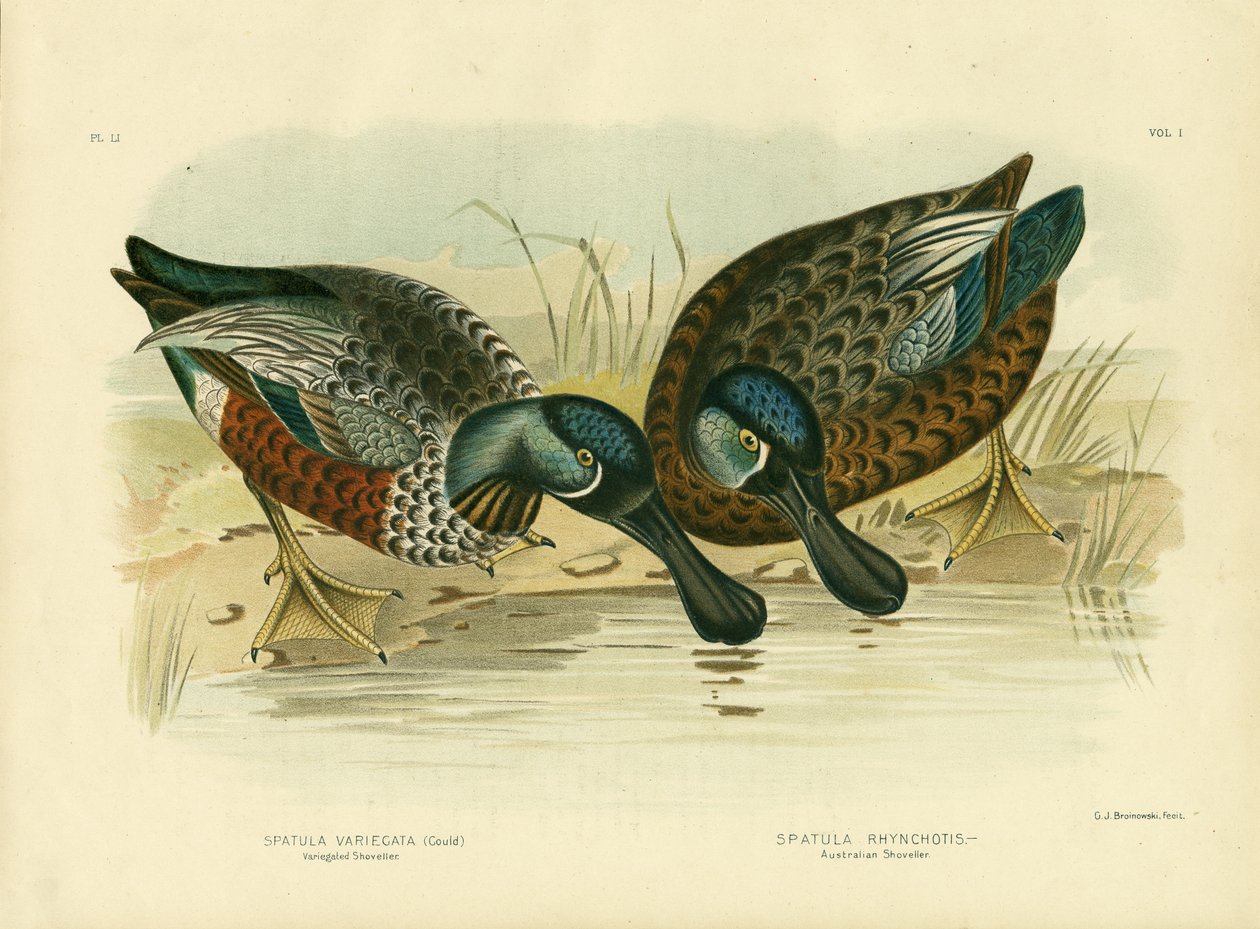 Variegated फावड़ा, 1891 द्वारा ग्रेसियस ब्रोइनोवस्की