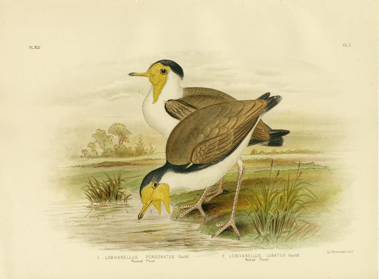 वॉटल्ड प्लोवर, 1891 द्वारा ग्रेसियस ब्रोइनोवस्की