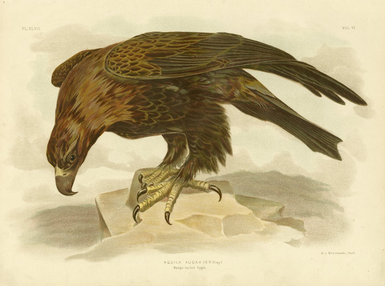 वेज-टेल्ड ईगल, 1891 द्वारा ग्रेसियस ब्रोइनोवस्की