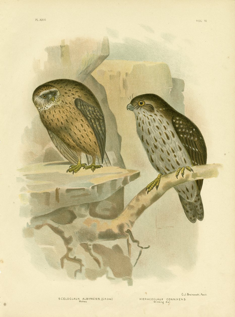 वीकाऊ या लाफिंग उल्लू, 1891 द्वारा ग्रेसियस ब्रोइनोवस्की