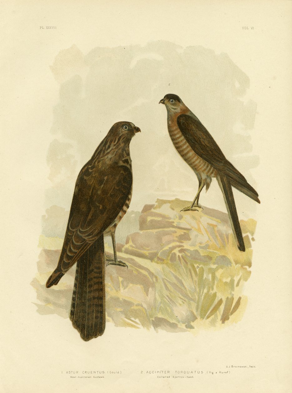पश्चिम-ऑस्ट्रेलियाई गोशावक, 1891 द्वारा ग्रेसियस ब्रोइनोवस्की