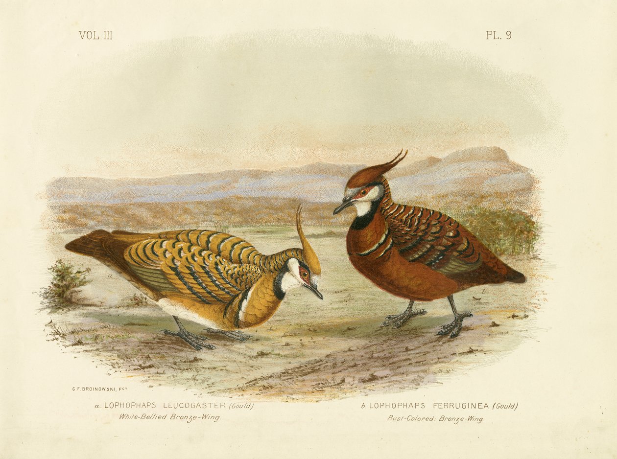 व्हाइट-बेलिड ब्रोंज़िंग, 1891 द्वारा ग्रेसियस ब्रोइनोवस्की