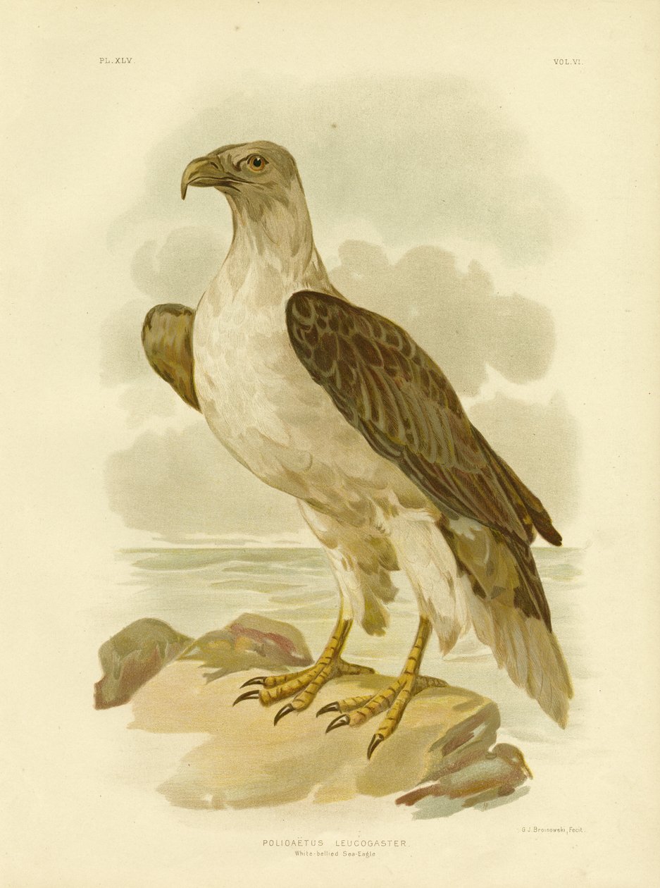 व्हाइट-बेलिड सी ईगल, 1891 द्वारा ग्रेसियस ब्रोइनोवस्की