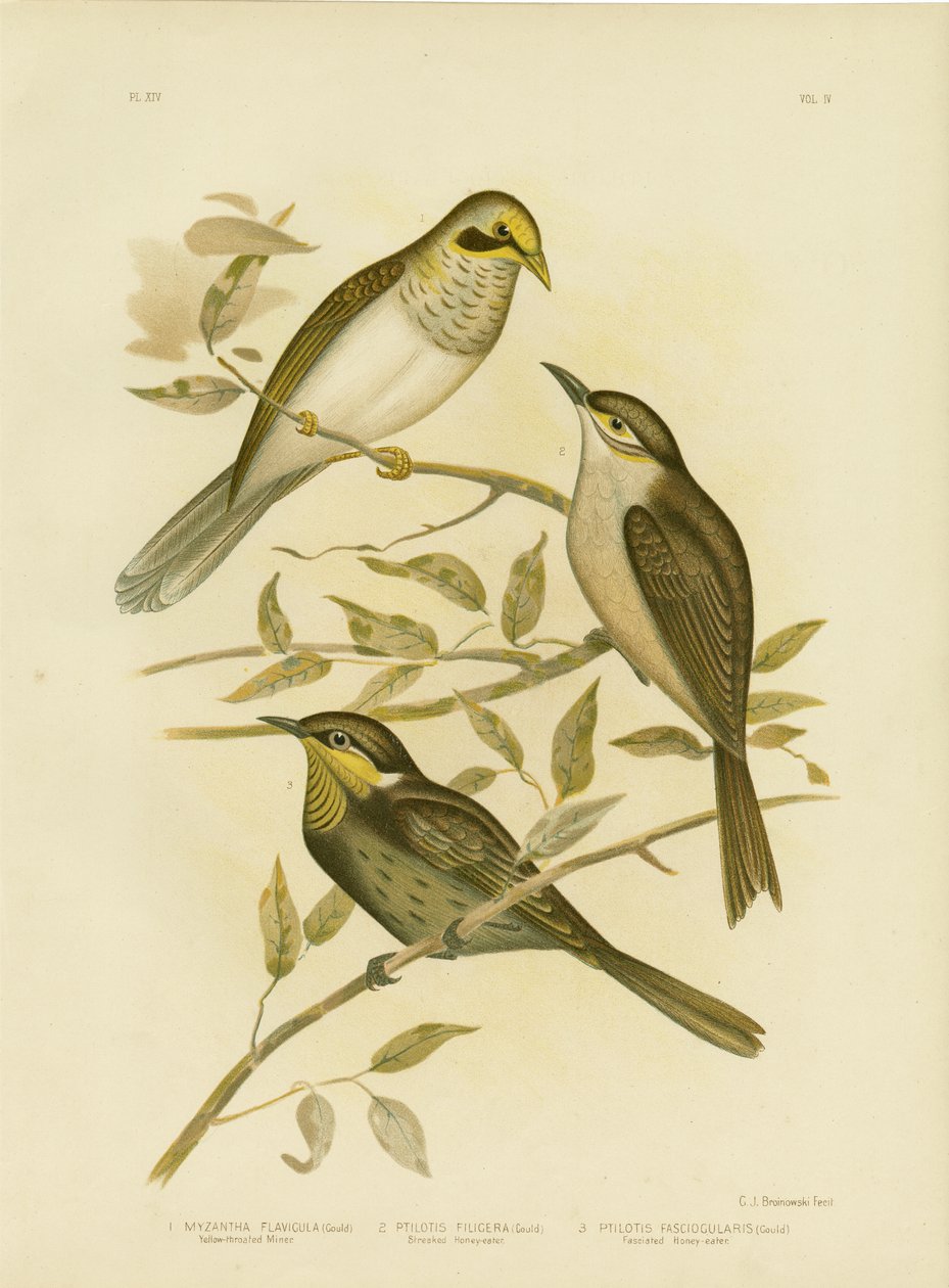 येलो-थ्रोटेड माइनर, 1891 द्वारा ग्रेसियस ब्रोइनोवस्की
