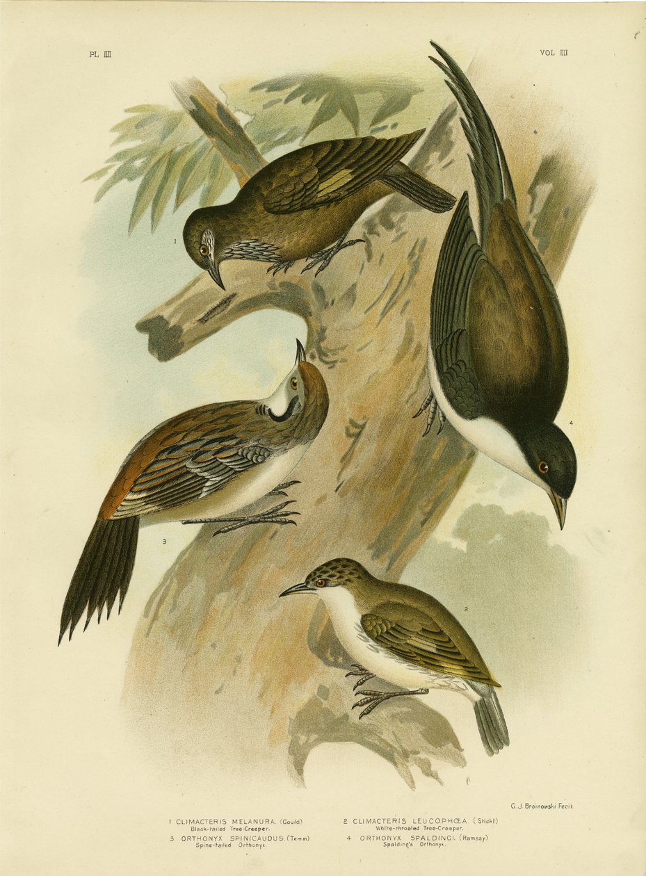 ब्लैक-टेल्ड ट्रेकर, 1891 द्वारा ग्रेसियस ब्रोइनोवस्की