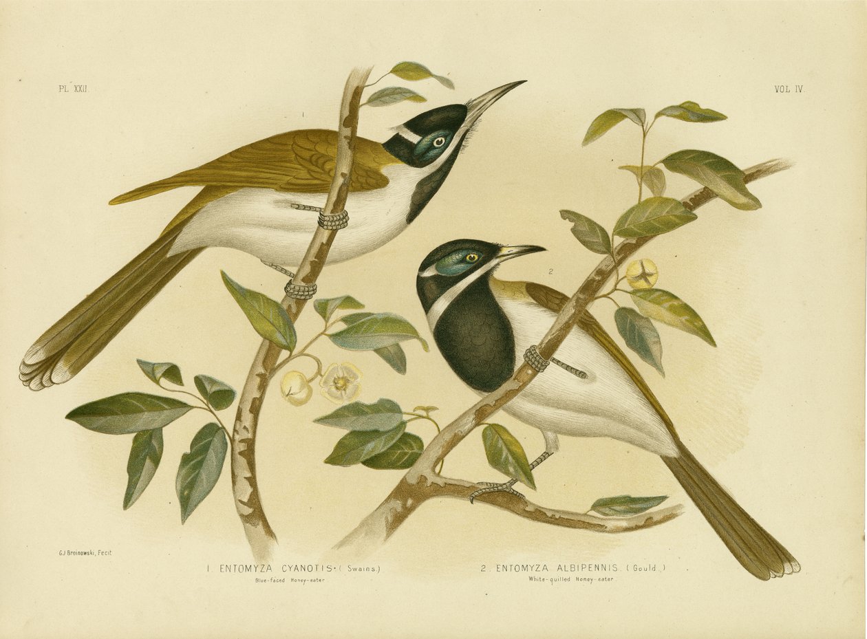 ब्लू-फेसेड हनीटर, 1891 द्वारा ग्रेसियस ब्रोइनोवस्की