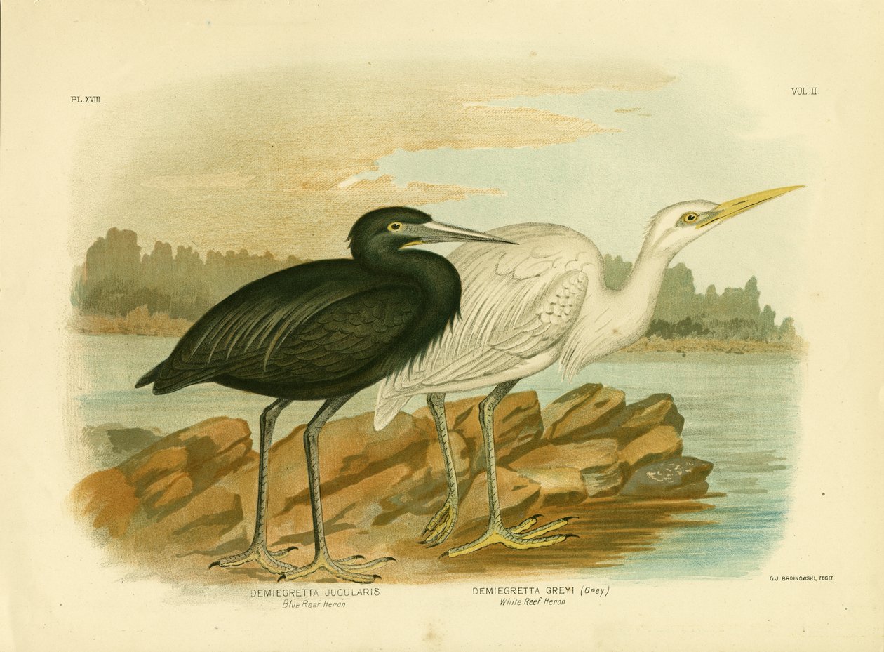 ब्लू रीफ हेरॉन, 1891 द्वारा ग्रेसियस ब्रोइनोवस्की