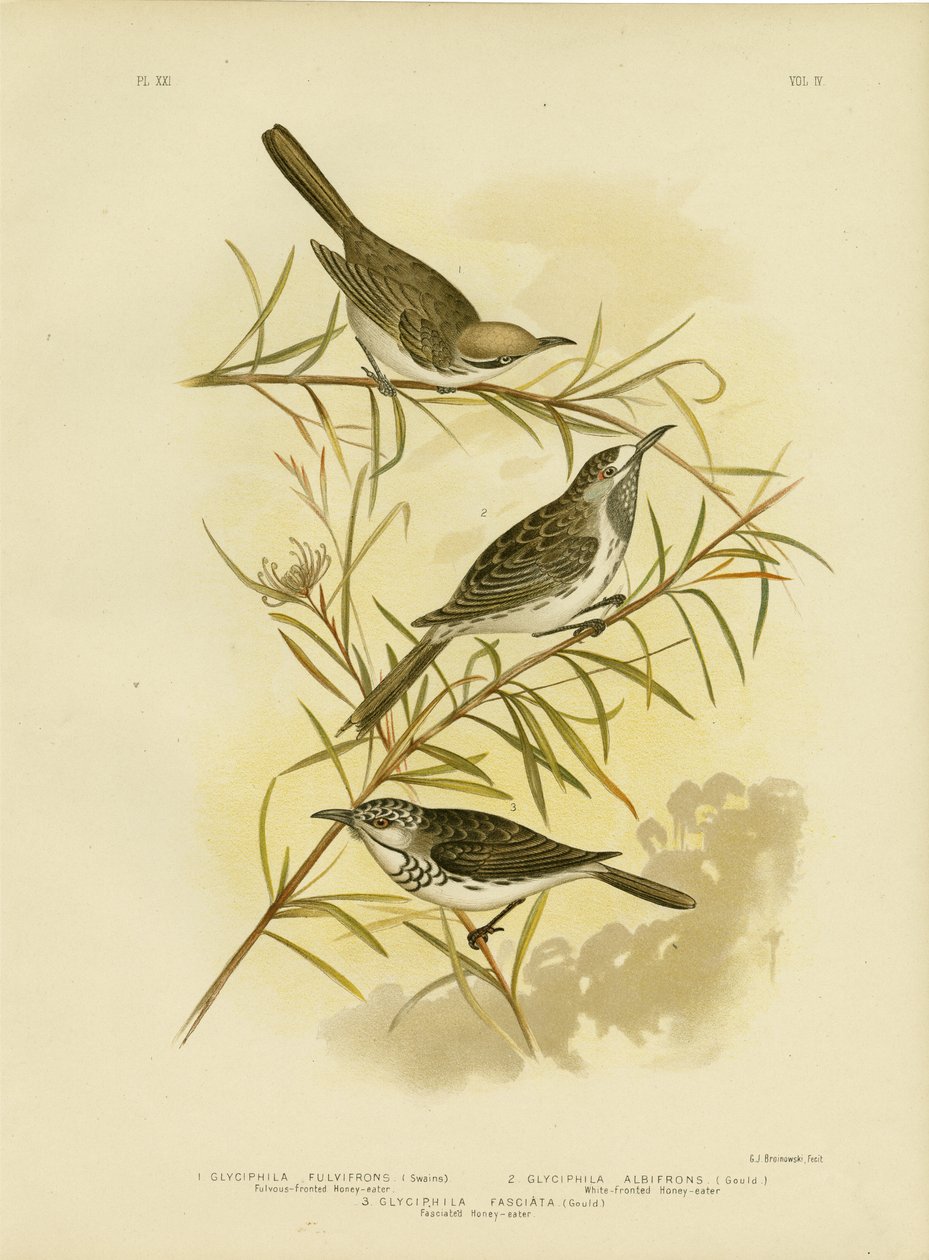 फुलवॉश-फ्रंटेड हनीटर, 1891 द्वारा ग्रेसियस ब्रोइनोवस्की