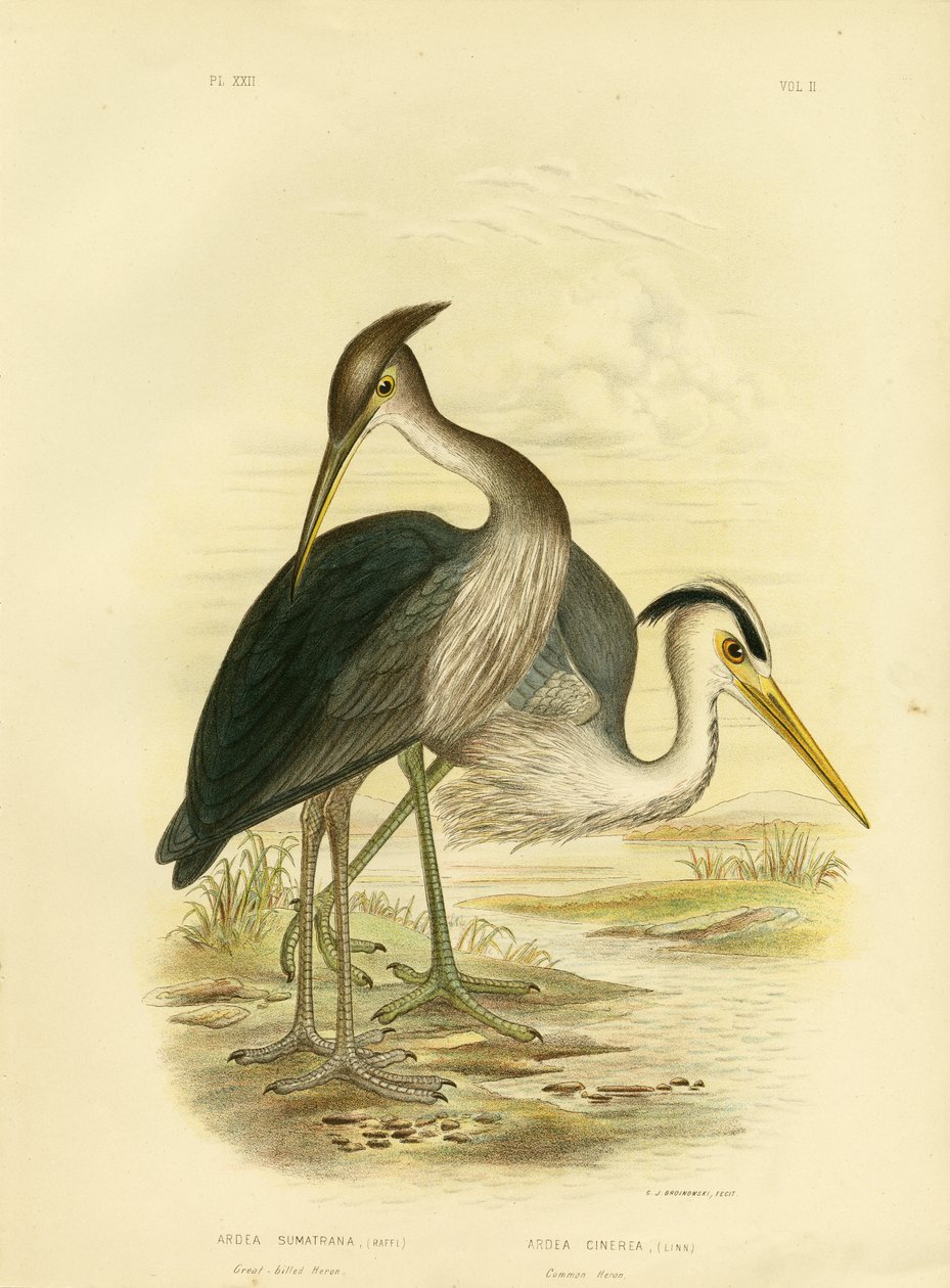 ग्रेट-बिल्ड हेरोन या डस्की-ग्रे हेरॉन, 1891 द्वारा ग्रेसियस ब्रोइनोवस्की