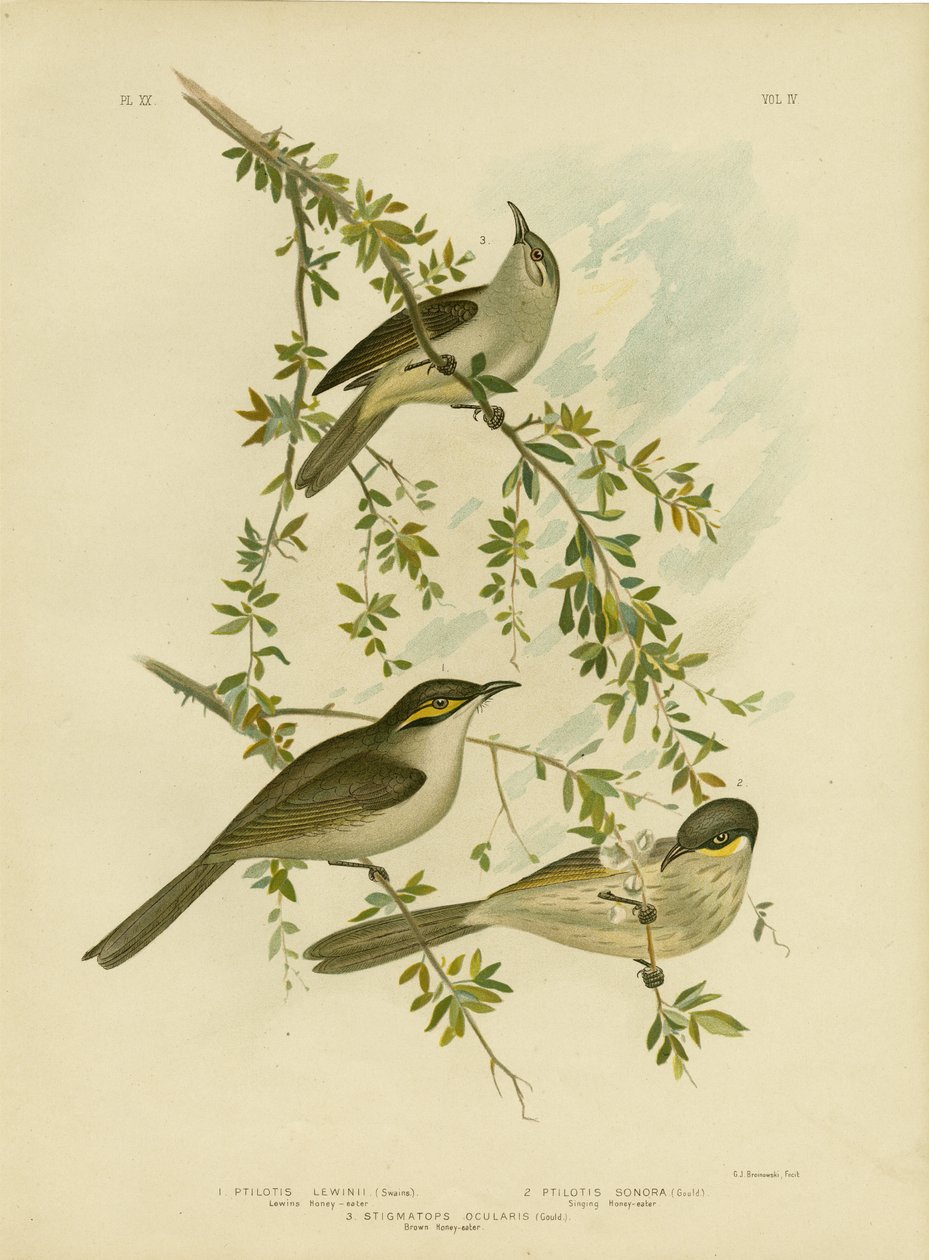 लेविन हनीटर, 1891 द्वारा ग्रेसियस ब्रोइनोवस्की
