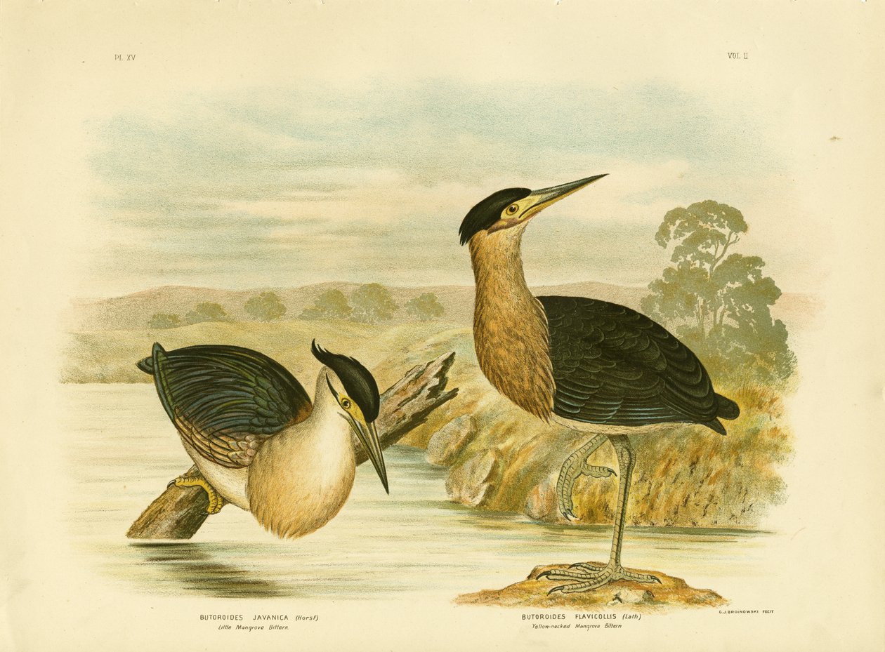लिटिल मैंग्रोव बगुला, 1891 द्वारा ग्रेसियस ब्रोइनोवस्की