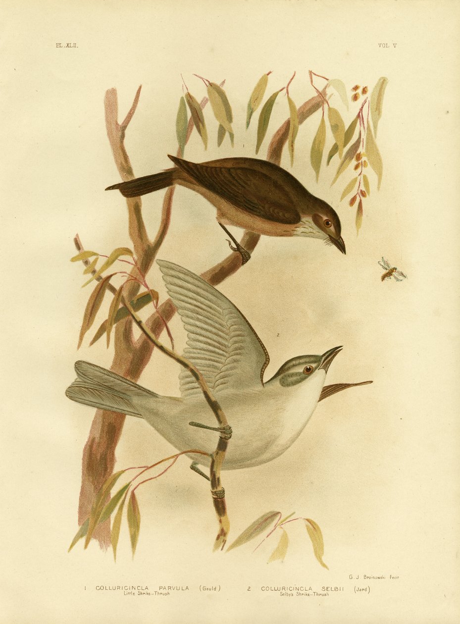 लिटिल श्रीके-थ्रश, 1891 द्वारा ग्रेसियस ब्रोइनोवस्की