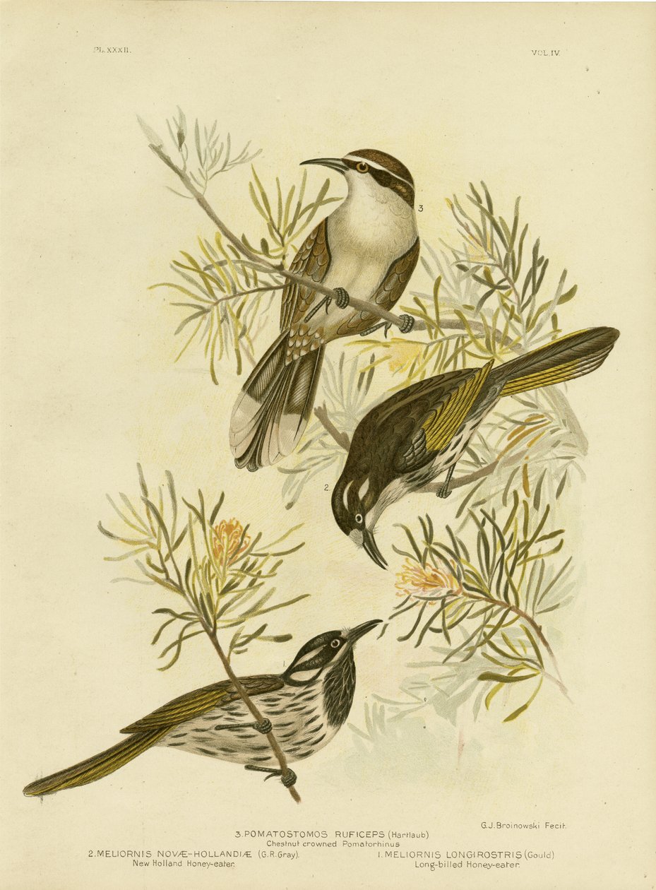 लॉन्ग-बिल्ड हनीटर, 1891 द्वारा ग्रेसियस ब्रोइनोवस्की