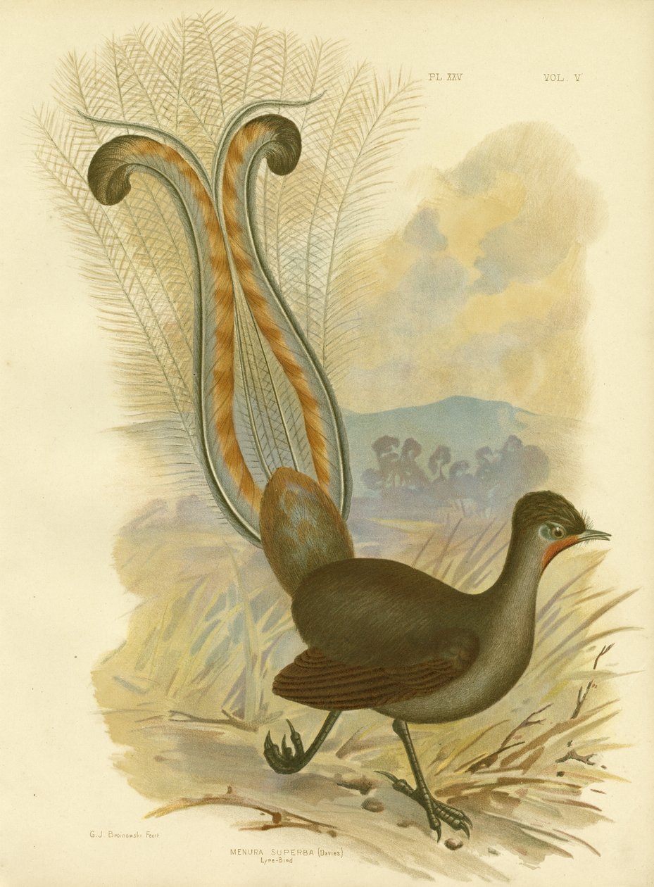 लियरबर्ड, 1891 द्वारा ग्रेसियस ब्रोइनोवस्की