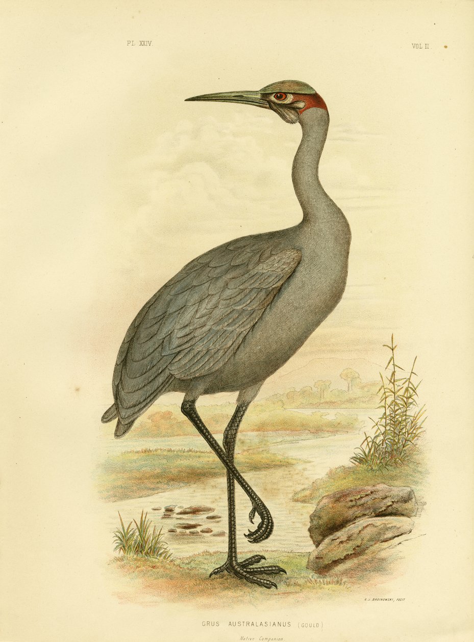 मूल निवासी साथी या ब्रोलगा, 1891 द्वारा ग्रेसियस ब्रोइनोवस्की