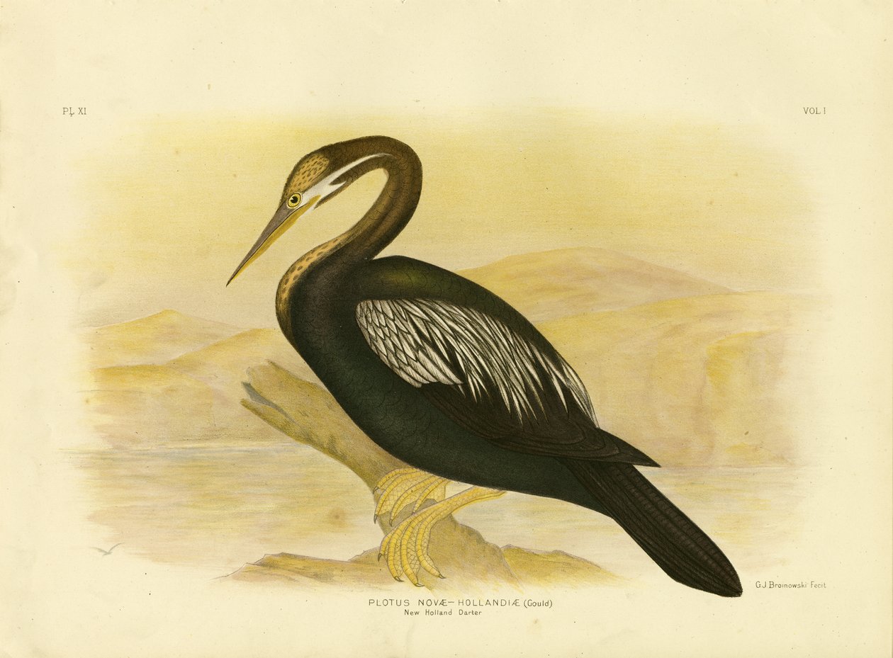 न्यू हॉलैंड डार्टर, 1891 द्वारा ग्रेसियस ब्रोइनोवस्की