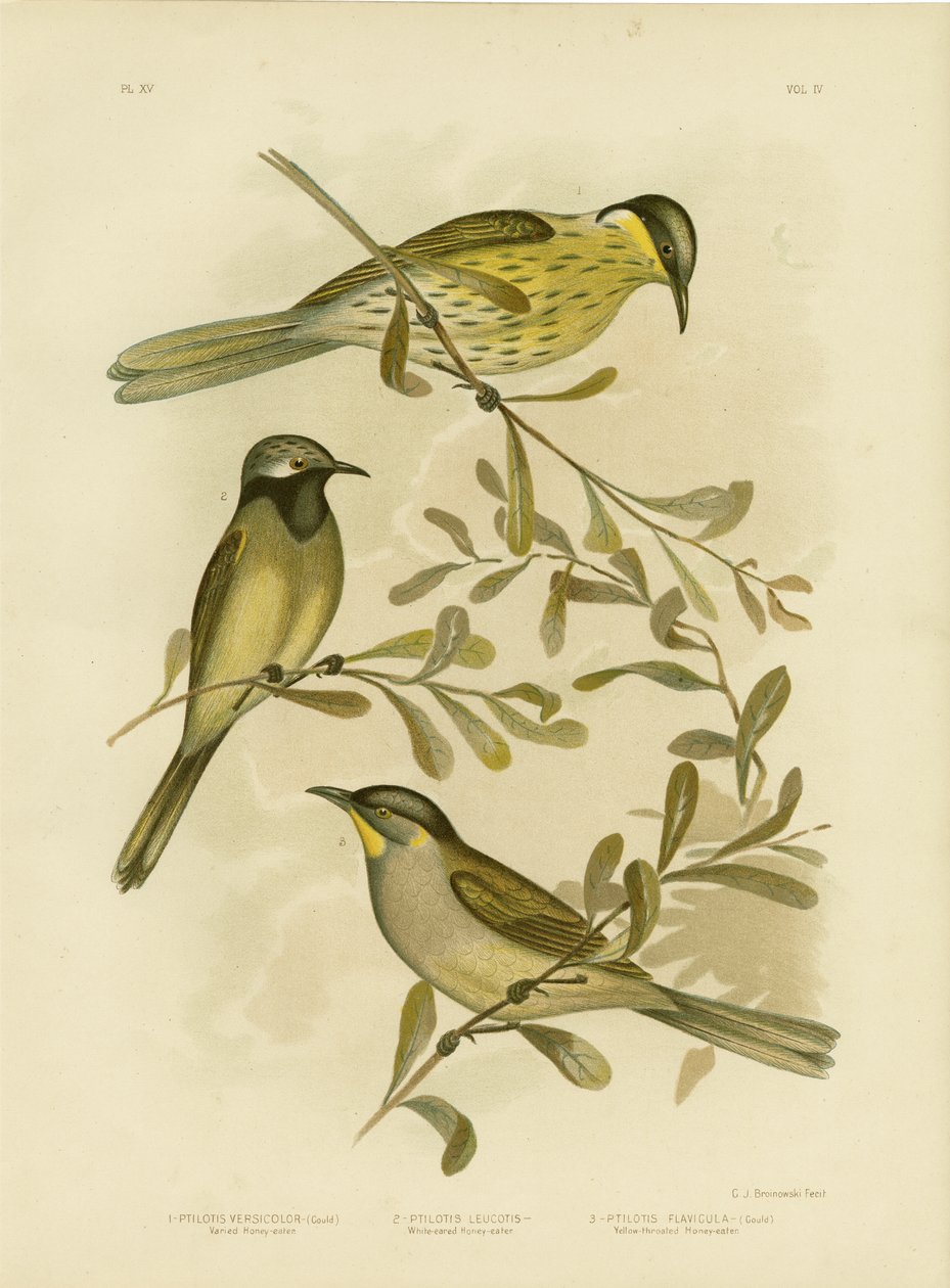 विविध हनीटर, 1891 द्वारा ग्रेसियस ब्रोइनोवस्की