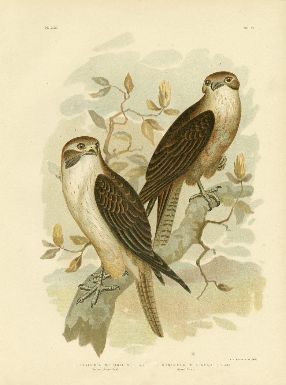 वेस्टर्न ब्राउन हॉक, 1891 द्वारा ग्रेसियस ब्रोइनोवस्की