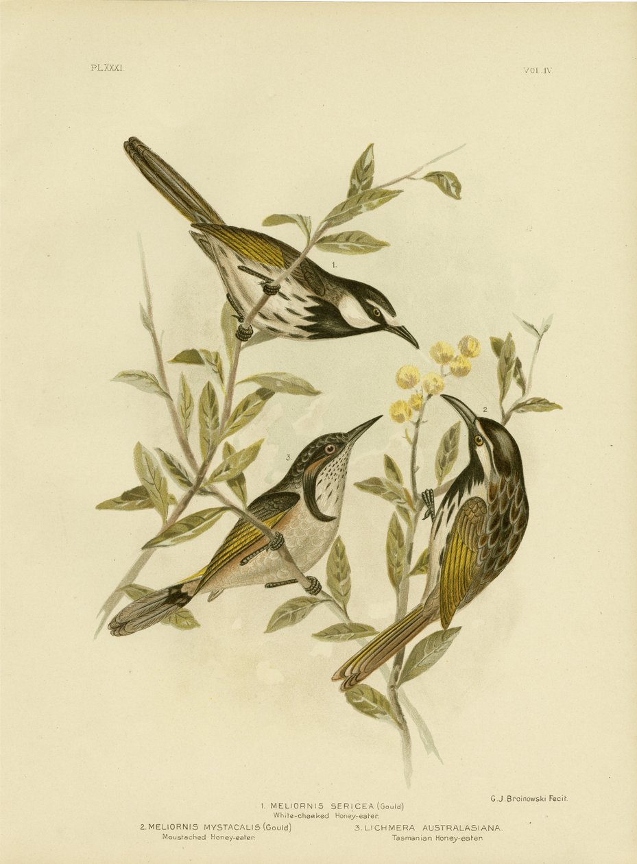 व्हाइट-चेकेड हनीटर, 1891 द्वारा ग्रेसियस ब्रोइनोवस्की