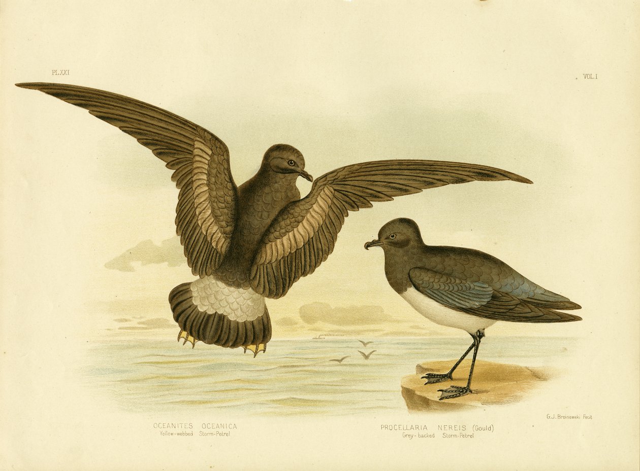 येलो-वेबर्ड स्टॉर्म पेट्रेल, 1891 द्वारा ग्रेसियस ब्रोइनोवस्की