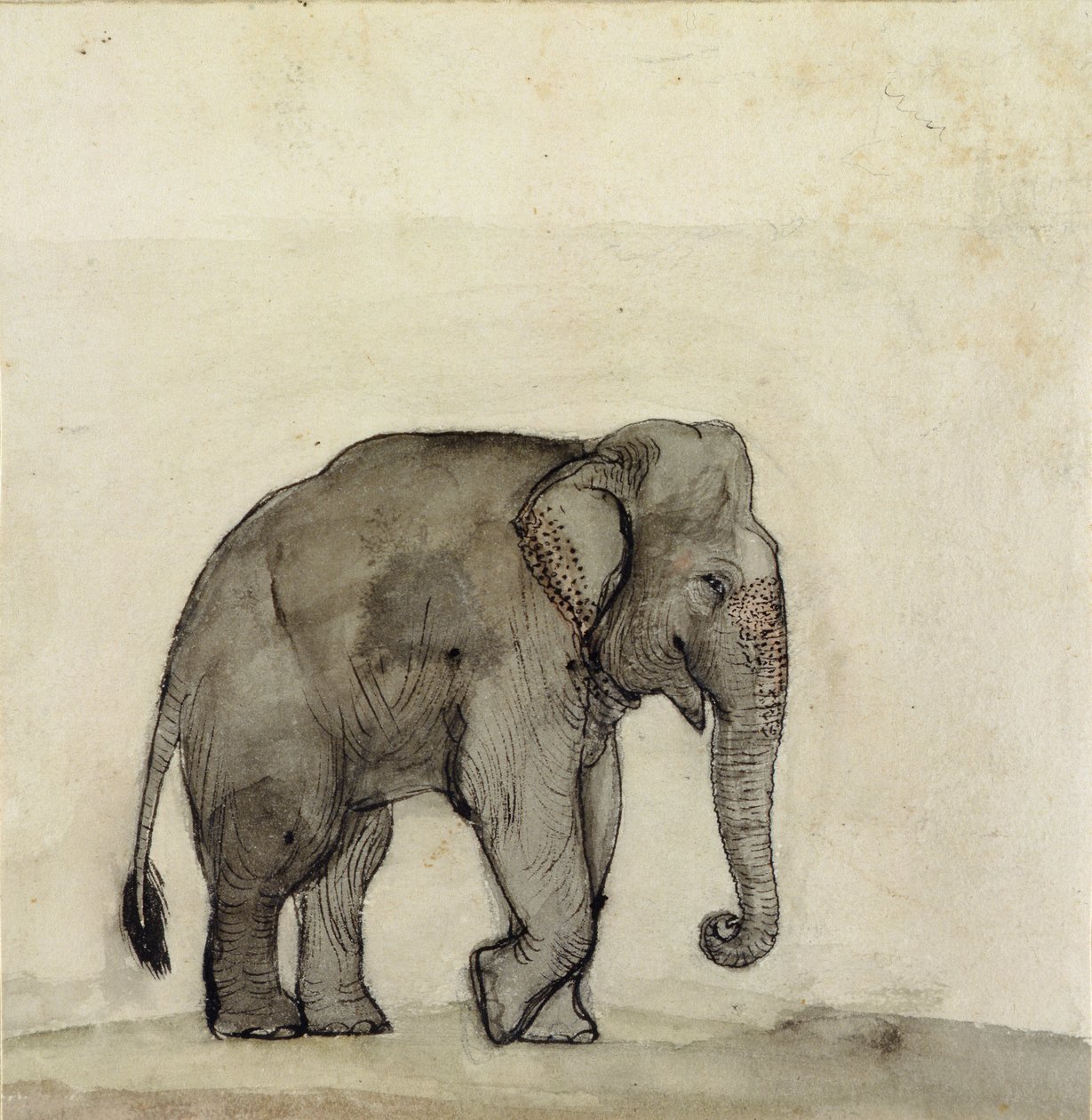 हाथी, c.1790 (कलम और स्याही, कागज पर धोने और शौचालय) द्वारा गंगाराम ताम्बत