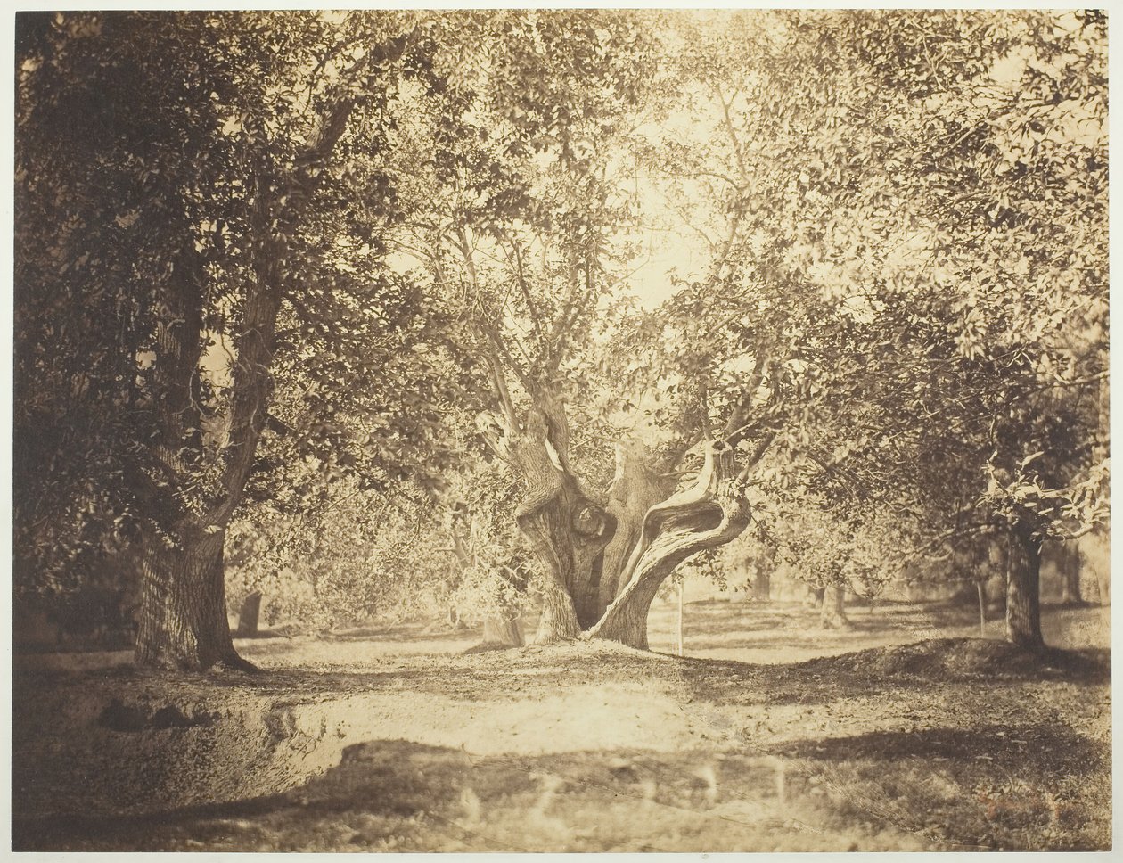 ट्री, फॉनटेनब्लियू का जंगल, सी। 1856. द्वारा गुस्ताव लेग्रे