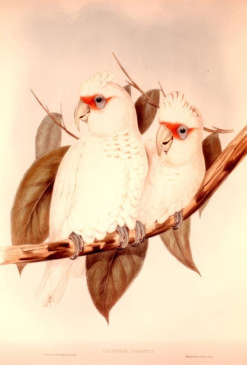 Licmetis नाक द्वारा एचसी न्यायाधीश
