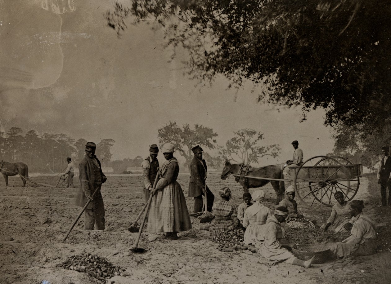 रोपण शकरकंद, हॉपकिंसन वृक्षारोपण, एडिसो द्वीप, दक्षिण कैरोलिना, 1862 (bw फोटो) द्वारा एचपी मूर