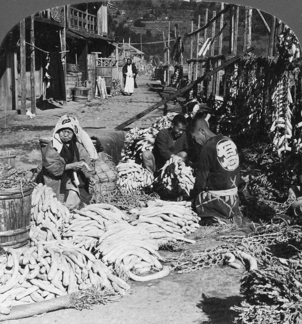 डैकॉन जापानी मूली को छांटना और पैक करना, अतामी, जापान, 1906 द्वारा एचसी व्हाइट