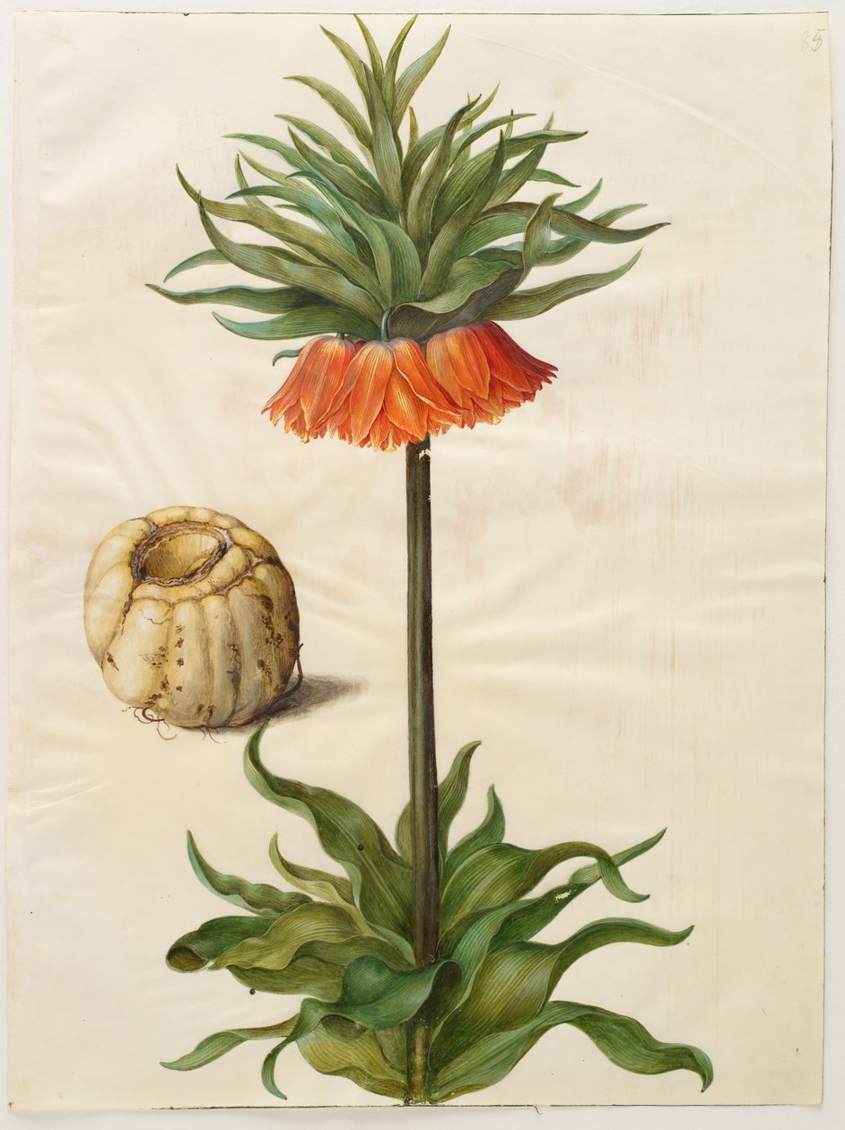Fritilliaria imperialis द्वारा हंस-साइमन होल्त्ज़बेकर