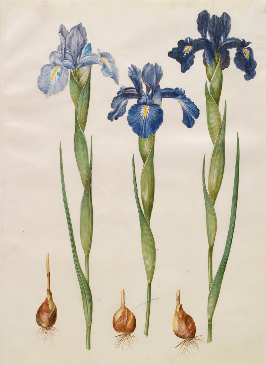 एल्बम गॉटोरफर कोडेक्स से आईरिस xiphiodes, c.1650 (चर्मपत्र पर गौचे) द्वारा हंस साइमन होल्त्ज़बेचर