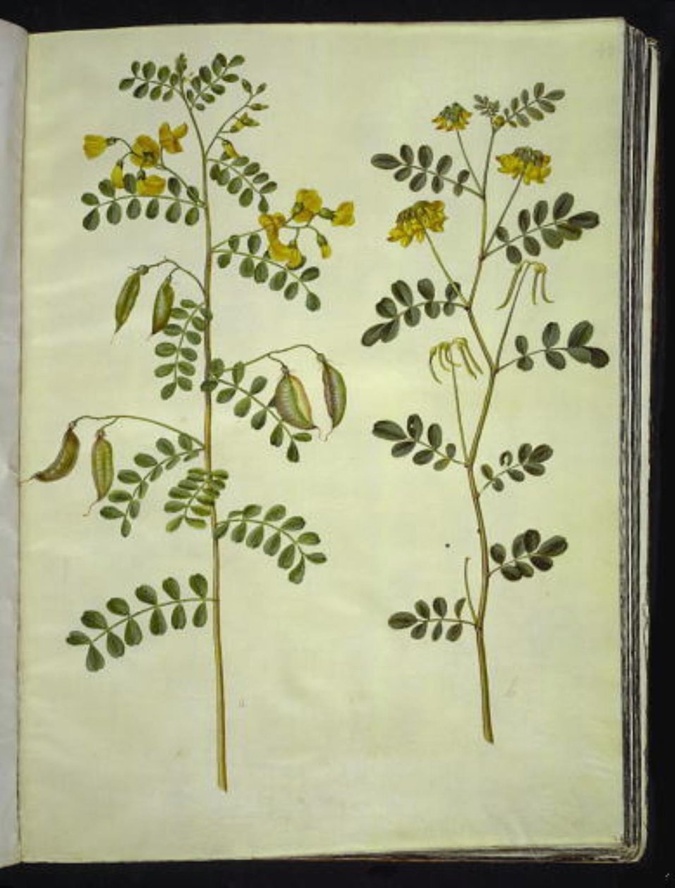 कोलुटिया आर्बोरेसेंस (सामान्य ब्लैडरवॉर्ट); हिप्पोक्रेपिस एमेरस (झाड़ी-घोड़े की नाल) द्वारा हंस-साइमन होल्त्ज़बेकर