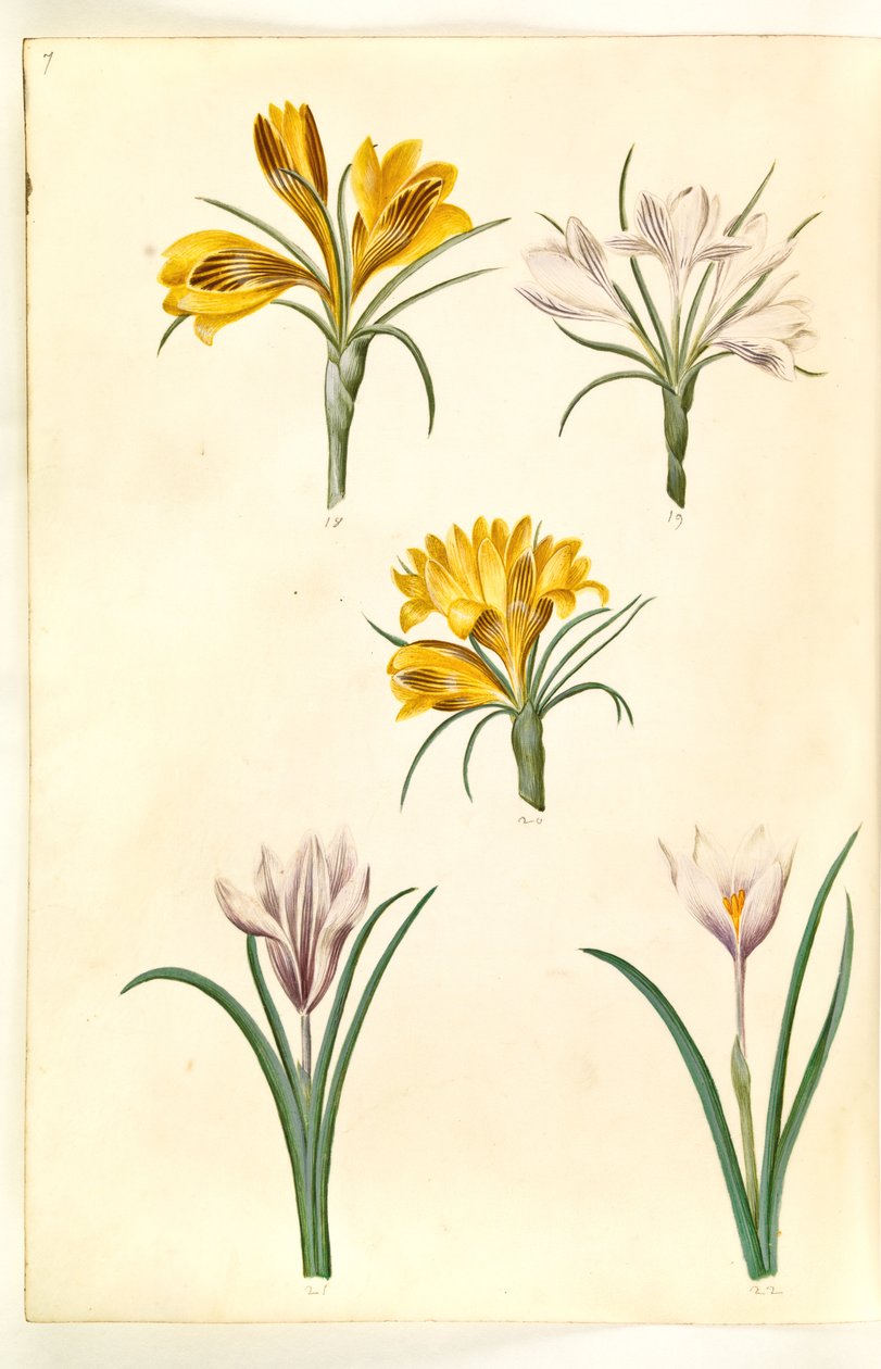 क्रोकस एंगुस्टिफोलियस (बाल्कन-क्रोकस); क्रोकस वर्सिकोलर (एल्पे-क्रोकस); क्रोकस वर्नस () (vår-krokus) द्वारा हंस-साइमन होल्त्ज़बेकर