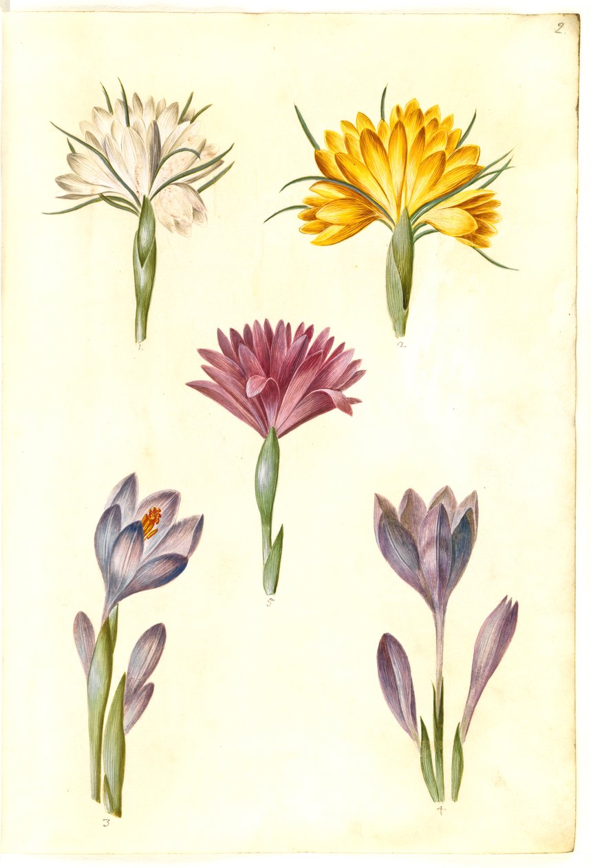 स्प्रिंग क्रोकस (vår-krokus); क्रोकस नैरोफोलियस (बाल्कन क्रोकस); बल्बोकोडियम वर्नम () (vår-lysblomst) द्वारा हंस-साइमन होल्त्ज़बेकर