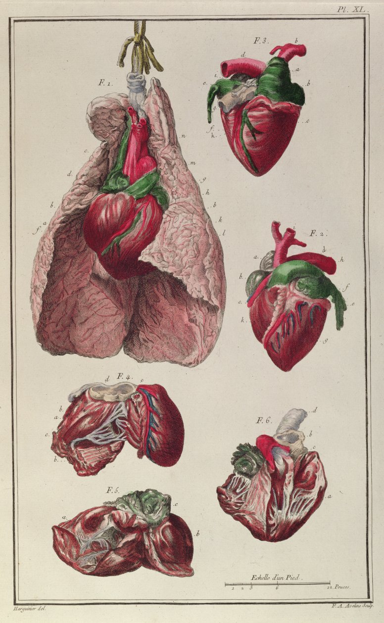 एफए अवेलीन, 1772 द्वारा उत्कीर्ण फिलिप-एटिने लाफोस (1738-1820) द्वारा &39;कोर्ट्स डी-हिपिएट्रिएक यू ट्रैट कम्प्लीट डेस मेडिसिन देस चेवाक्स&39; से घोड़े के आंतरिक अंग द्वारा Harguinier