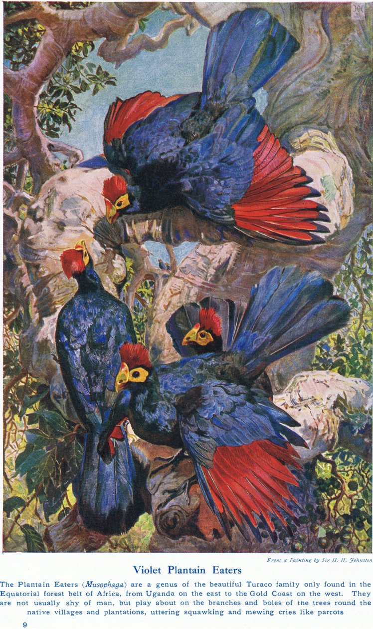 वायलेट प्लांटैन ईटर्स, कैसेल, लंदन, 1914 द्वारा प्रकाशित &39;वंडर्स ऑफ लैंड्स एंड सी&39; से दृष्टांत द्वारा हैरी हैमिल्टन जॉनसन