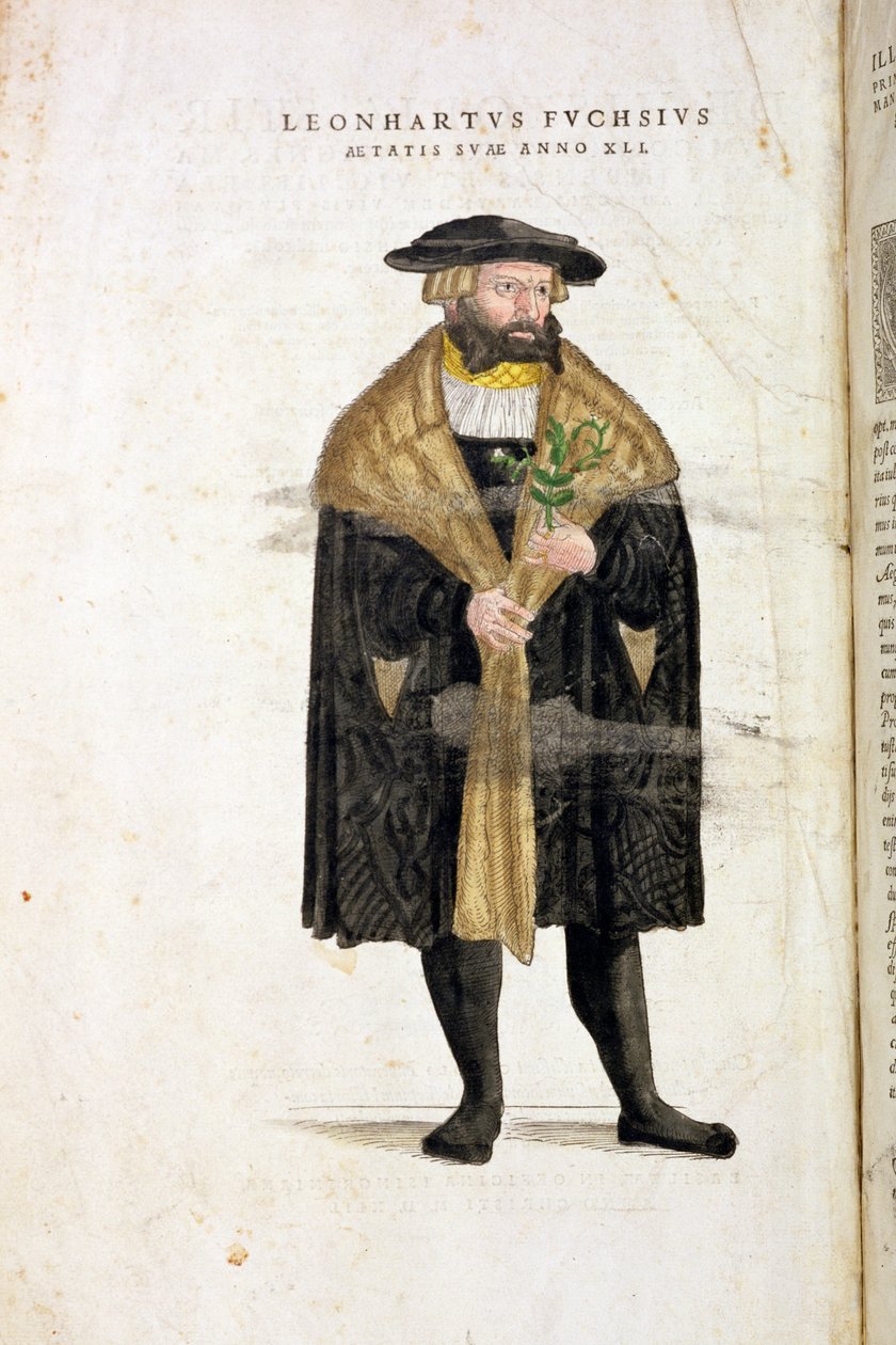 लेखक की उम्र 41 का पोर्ट्रेट, लियोनार्ड फुच्स (1501-66) द्वारा &39;डी हिस्टोरिया स्टिरपियम कॉमेंटारी इंसिग्नेस&39; से 41 साल की उम्र में, रूडोले स्पेकल (d.1550) द्वारा उत्कीर्ण, 1542 प्रकाशित द्वारा हेनरिक और मेयर, अल्बर्ट फुलमौरर
