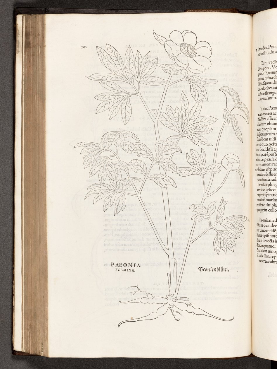 BT3.267.5 p.311 Paeony, उल्लेखनीय लिनहार्ट फ़ुच्स द्वारा, 1542 पौधों टिप्पणियों के इतिहास से द्वारा हेनरिक और मेयर, अल्बर्ट फुलमौरर